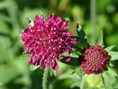 Knautia macedonica bestellen